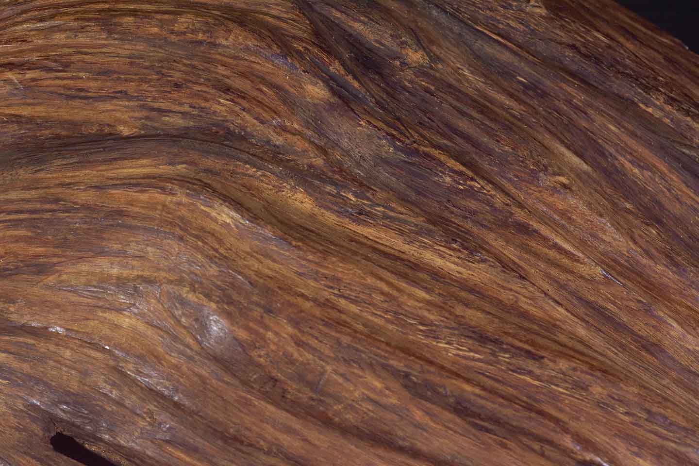 Agarwood